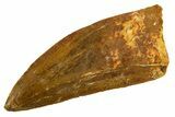 Serrated Carcharodontosaurus Tooth - Huge Dinosaur Tooth #314873-1
